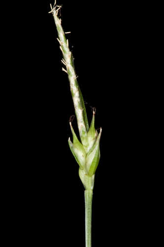Carex basiantha #43